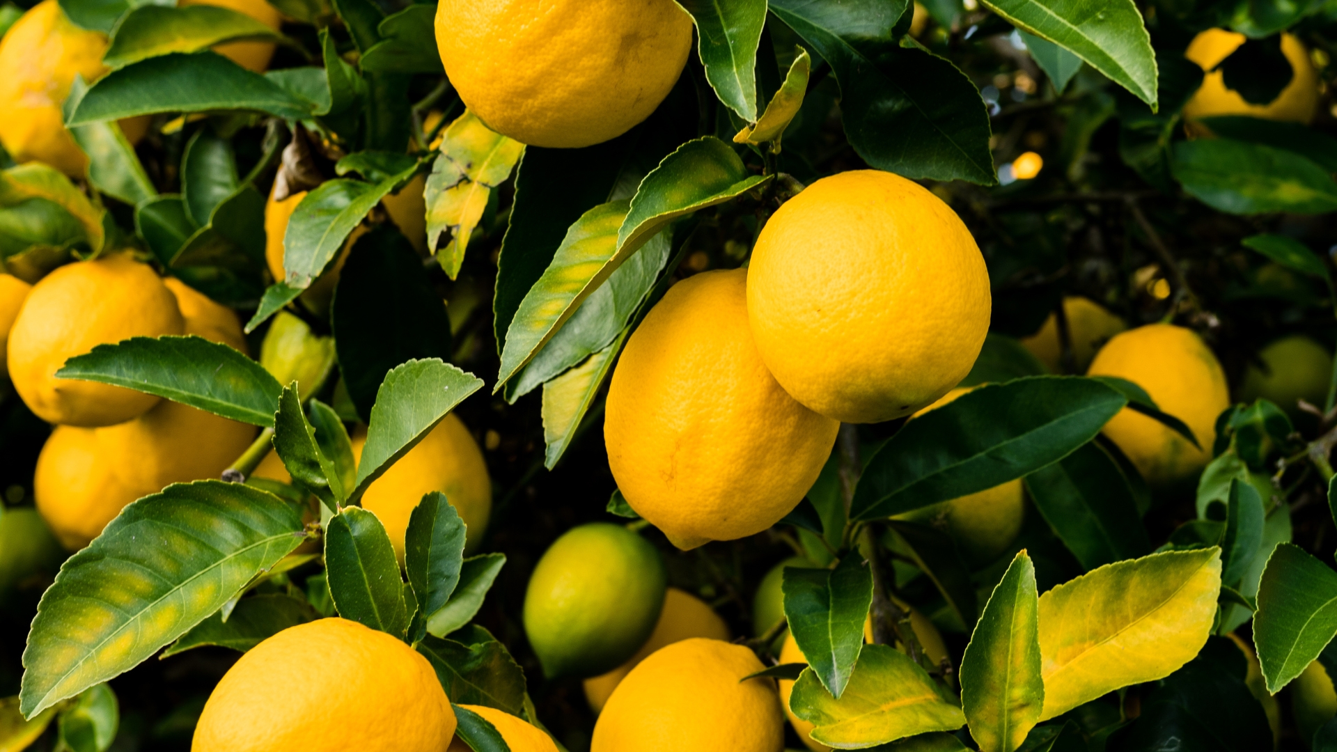La clave para que el limonero aumente su producción de fruta la próxima temporada
