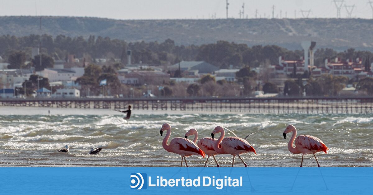 Un flamenco interrumpe la tarde de baño en Almería