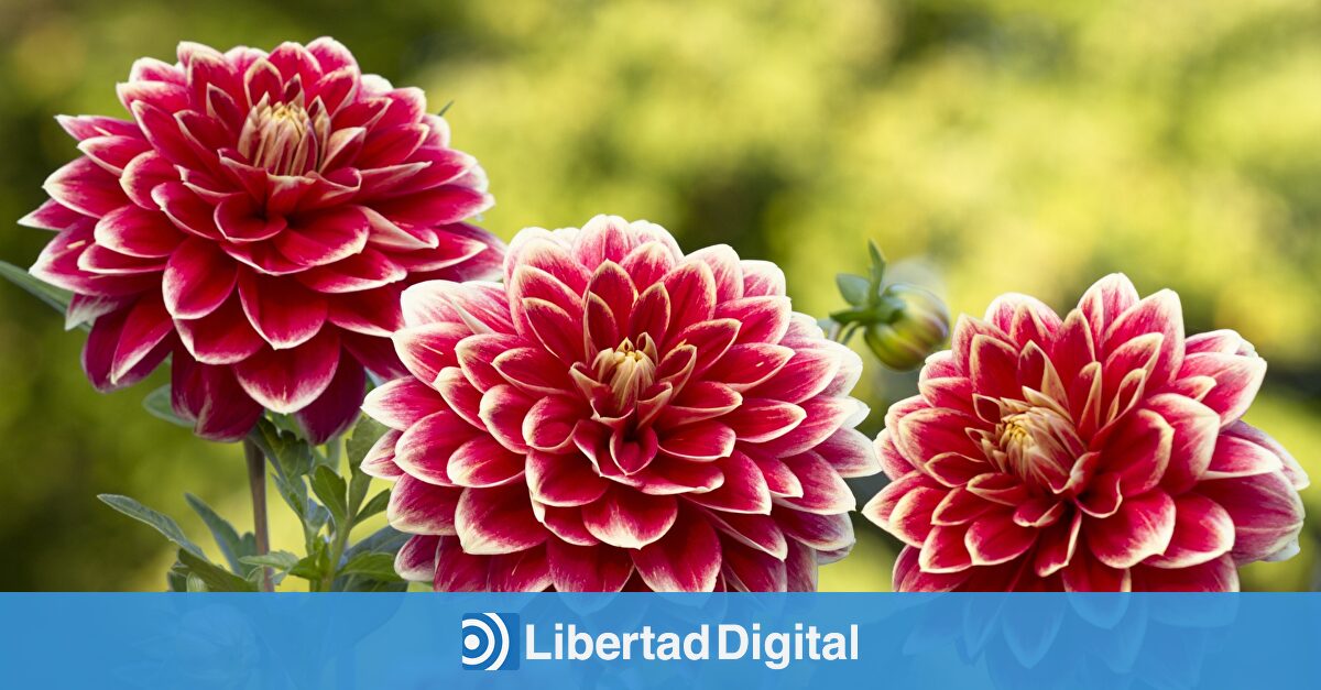 La dalia: la planta que transforma cualquier espacio en un rincón lleno de vida y color