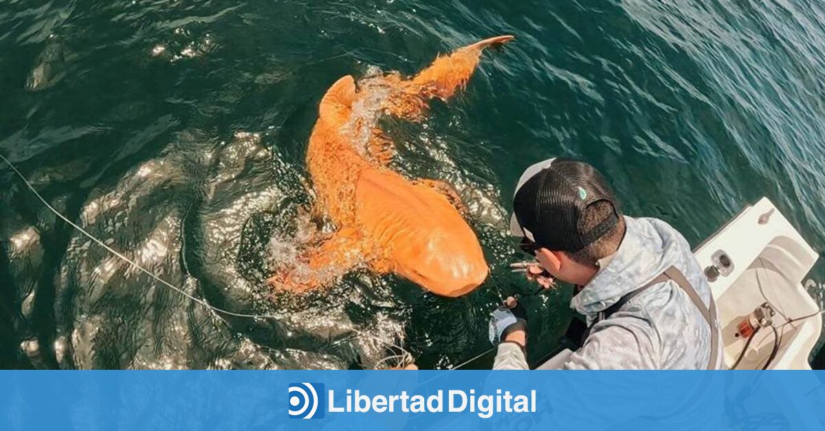 Descubren en Costa Rica un tiburón naranja: un fenómeno inédito en el mundo marino