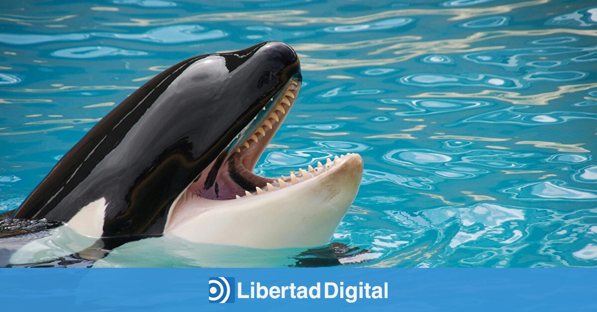 Graban a los cuidadores de un parque marino masturbando a una orca y les acusan de querer traficar con su esperma