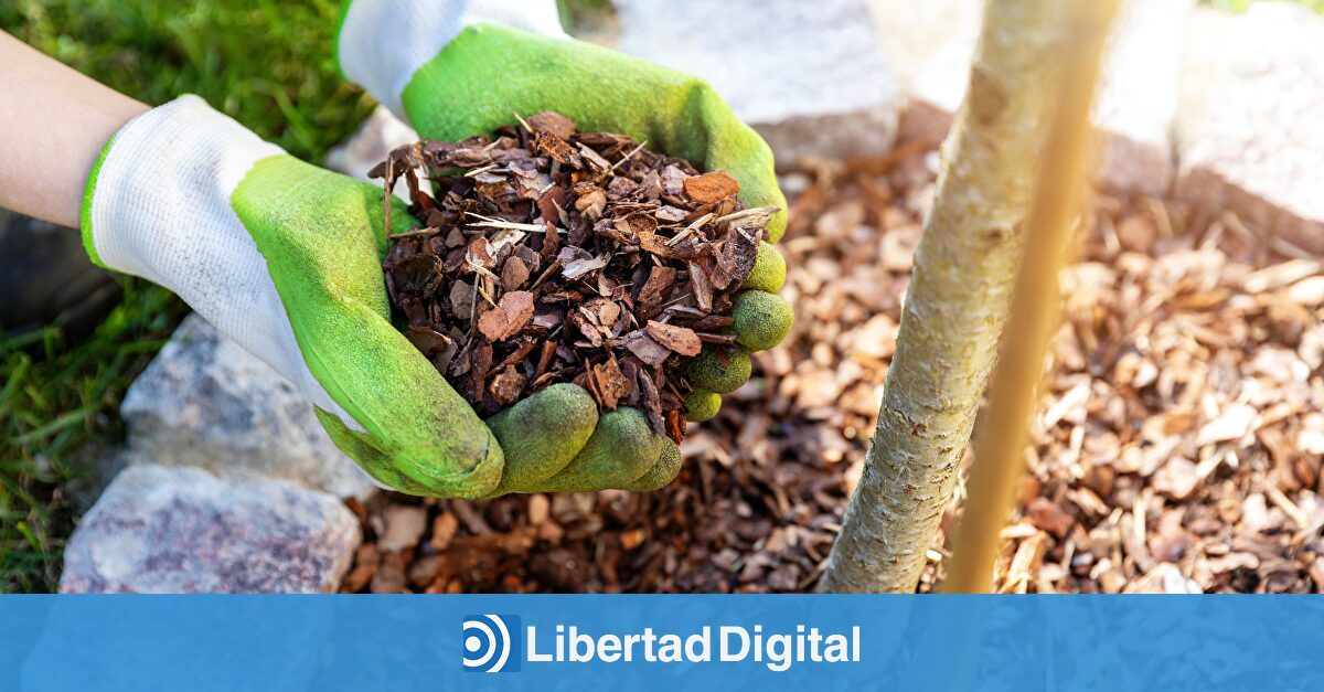 Los volcanes de mantillo: qué son y por qué se debe evitar su uso en la jardinería
