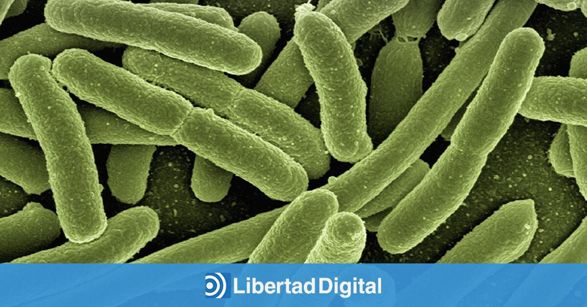 Reciclaje del futuro: bacterias reprogramadas por el CSIC eliminan plásticos y los transforman en nuevos recursos