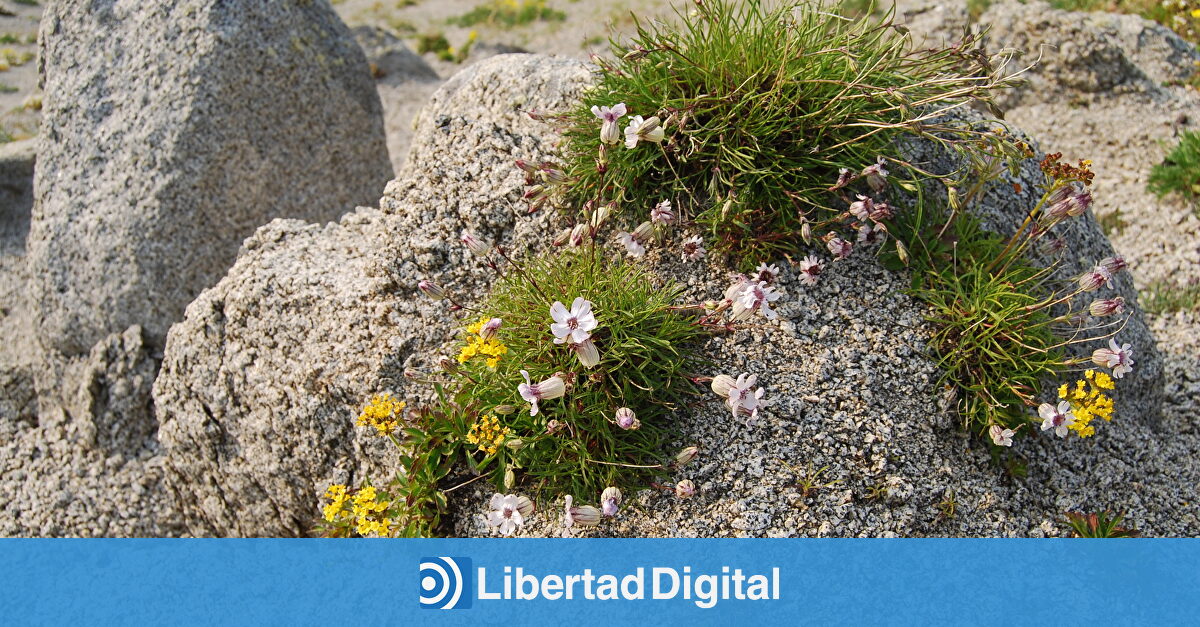 Logran que germine una planta extinta desde hace 32.000 años