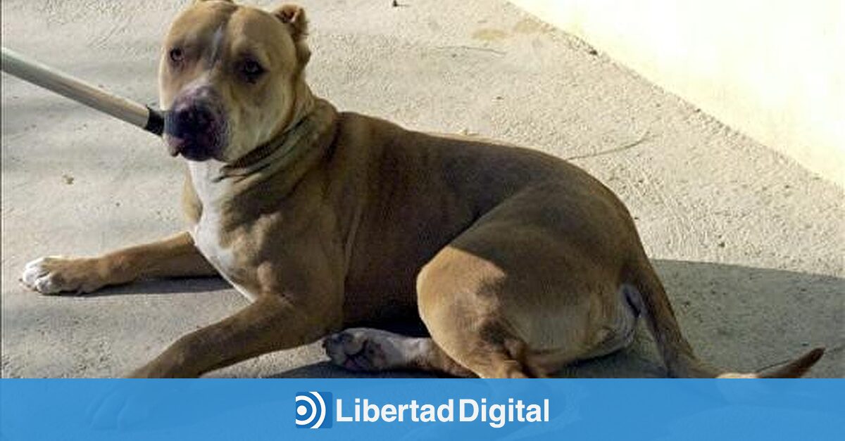 Un pitbull "en estado agresivo" dificulta una redada de la Guardia Civil en un narcopiso de Almería