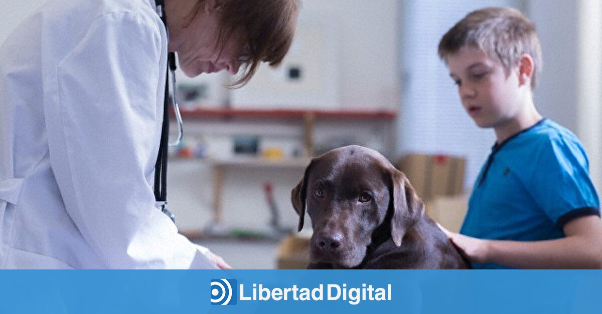 Tener mascota desgravará en Andalucía: la nueva rebaja fiscal de Moreno Bonilla