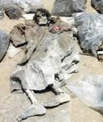 Cadáveres recuperados de una fosa en la localidad iraquí de Hilla.