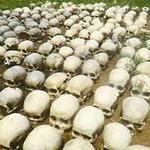 Cráneos de víctimas del genocidio tutsi.