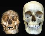 A la izqda., cráneo de Homo Floresiensis; a la dcha., de Sapiens Sapiens.