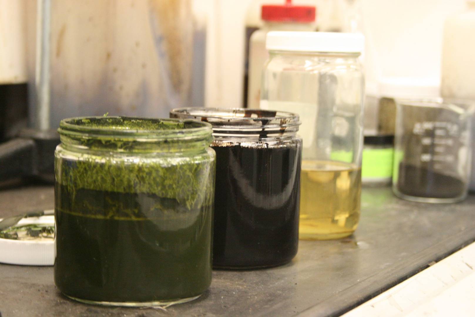 Газ из водорослей. Нефть из водорослей. Топливо из водорослей. Зеленая нефть. Изумрудно зеленая нефть.