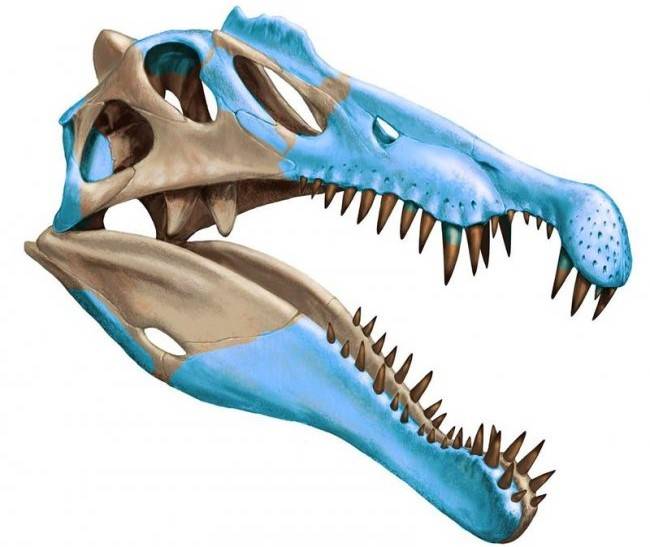 El mayor dinosaurio carnívoro vivía en el agua y cazaba tiburones -  Libertad Digital