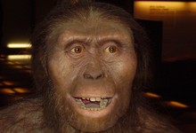 Recreacin de Australopithecus afarensis | Wikipedia