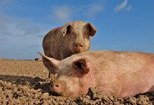 La UE quiere que se deje de castrar a los cerdos por su bienestar. | Flickr/CC/Raj