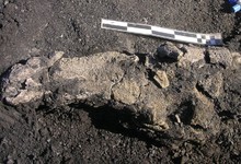 Fragmentos de uno de los cocodrilos encontrados | Dinpolis