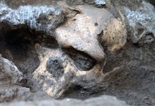 Cráneo número 5, hallado en Dmanisi, Georgia. | Museo Nacional de Georgia