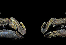 Dos de los crneos descubiertos | Dinpolis