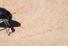 Escarabajo del desierto de Namib. | Wikipedia/Moongateclimber