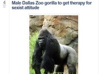 El gorila que será enviado a terapia. | NBCNews