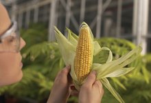 Algunas variedades de maíz transgénico llevan más de quince años consumiéndose en EEUU sin problemas. | Corbis