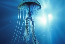 Hay que comer medusas para evitar su proliferacin.  | Archivo