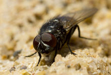 El mecanismo de las moscas podra paecerse al nuestro. | Wikipedia/ CC/ Espunny