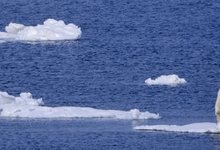 Un oso polar en el rtico, otro de los mitos del calentamiento global. | Corbis 