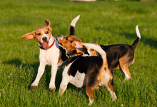 Beagles, jugando | Archivo