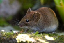 Topillo campesino (Microtus arvalis) | Corbis