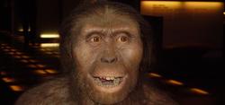 Recreacin de Australopithecus afarensis | Wikipedia
