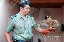 Un agente del Seprona con un halcón | Guardia Civil