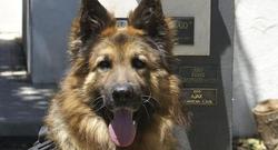 Ajax, un perro condecorado | Archivo
