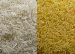 El arroz dorado salvaría la vida, y la vista, a cientos de miles de niños cada año. | Golden Rice Project