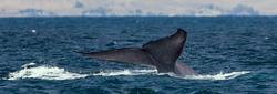 Las ballenas azules tienen potencial para broncearse | Wikipedia