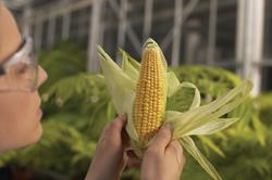 Cultivo de maíz transgénico | Archivo