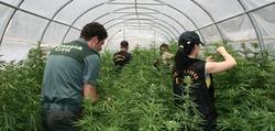 Invernadero de cannabis en Llber | Guardia Civil
