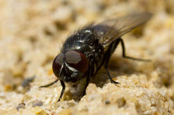 El mecanismo de las moscas podría paecerse al nuestro. | Wikipedia/ CC/ Espunny