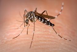 Una hembra de mosquito tigre. | Centers for Disease Control and Prevention