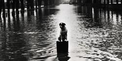 Perro abandonado en unas inundaciones en Londres | Corbis / J. Waldorf