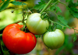 El tomate es uno de los componentes esenciales. | Archivo