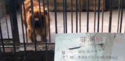 Un mastín tibetano presentado en el cartel como un león africano. | South China Morning Post