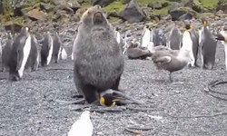 Descubren a leones marinos copulando con pingüinos - Libertad Digital