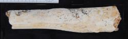 Fémur hallado en Atapuerca | Fundación Atapuerca