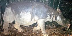 Un rinoceronte de Java | WWF