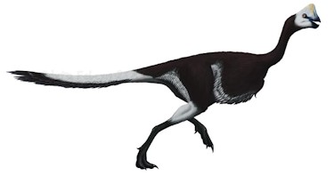 Reconstruccin de Nemegtomaia | Wikidino