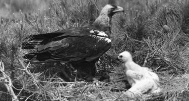 Un águila imperial ibérica junto a su cría. | Corbis