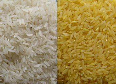 El arroz dorado salvara la vida, y la vista, a cientos de miles de nios cada ao. | Golden Rice Project