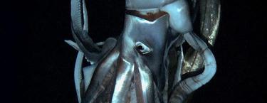 El calamar gigante fotografiado en Japn | Efe