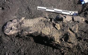 Fragmentos de uno de los cocodrilos encontrados | Dinpolis