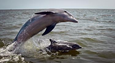 Los delfines son capaces de reconocer las voces de sus congéneres | Flickr/CC/Jual