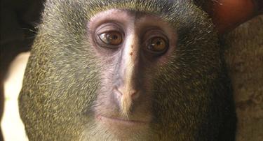 El lesula, una nueva especie de mono | Plos One